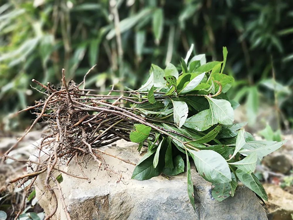 原创藏在竹林里的樱桃见到请珍惜如今很珍贵俗称不出林