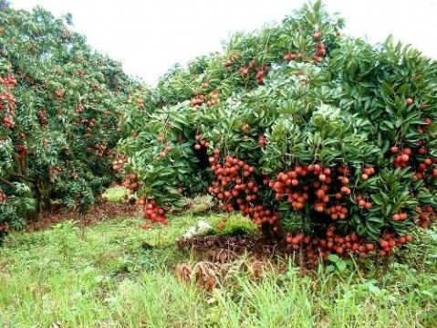 由于这几年荔枝的行情不错,这也导致了荔枝的种植面积持续走高,而且