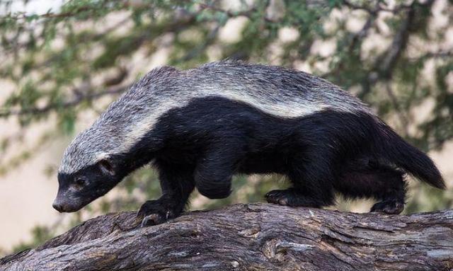 平头哥动物园全集 f1913a0697e044628f02b865d2314f61.jpeg