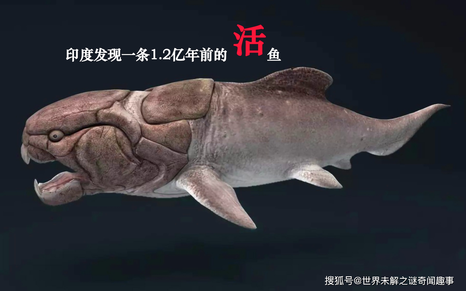 这条空棘鱼出现也刷新了人类发现最古老的活鱼记录.