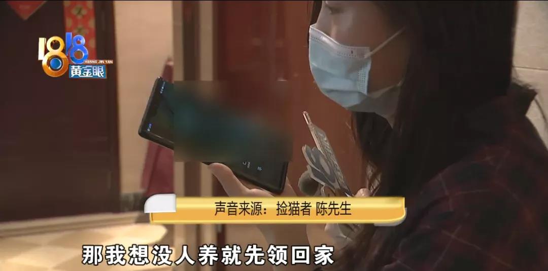 小区|猫自己开门从家里逃出去，有人捡到后又不见了