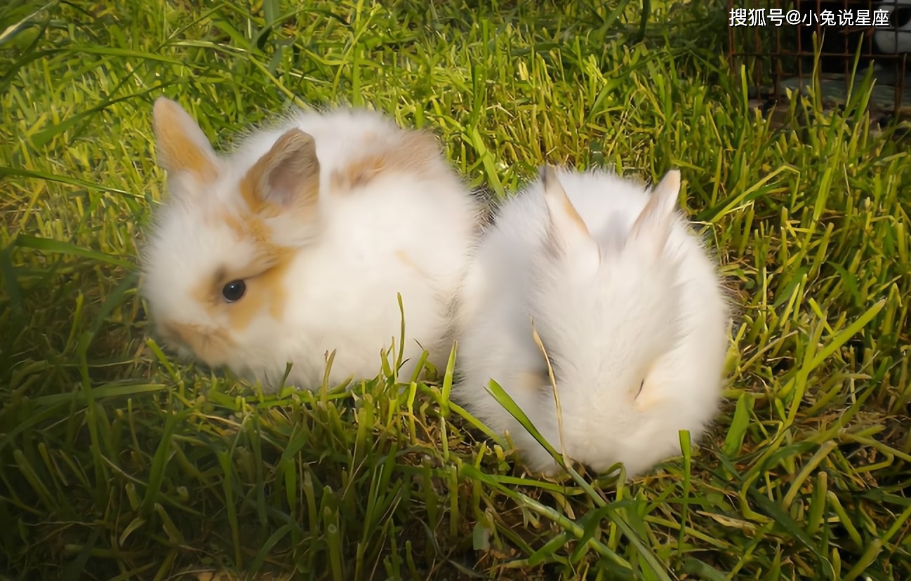 5月15日 5月23日 这三大生肖咸鱼翻身 抓住机会就是人中之龙 大好