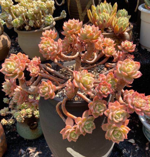 多肉怎么控养出状态图 0f6a1ef95c8d4f5d906f63b88e33a6cd.jpeg