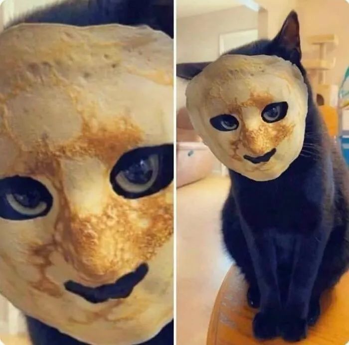 看起来乖巧的猫咪其实还有另一面,被抓拍时的表情好像怪物附体