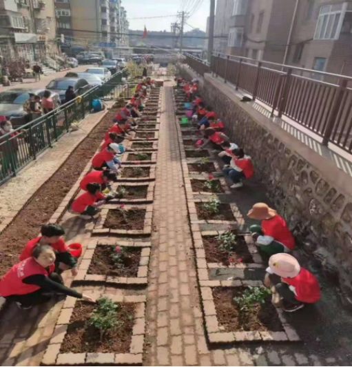 沙河口区春柳街道敦煌社区 老旧长墙变花坛 小义工们勤种植 红色