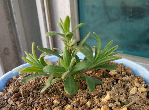 盆栽花卉苗购买指南 e63e2651c0f3435da73615bb10729176.jpeg