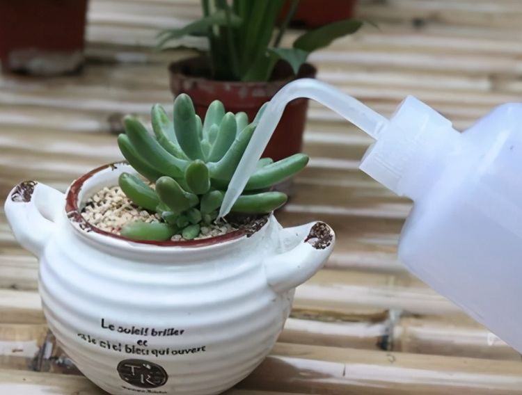 多肉怎么浇水才好养 f483ba54641a48ceb15dfe247b82899d.jpeg