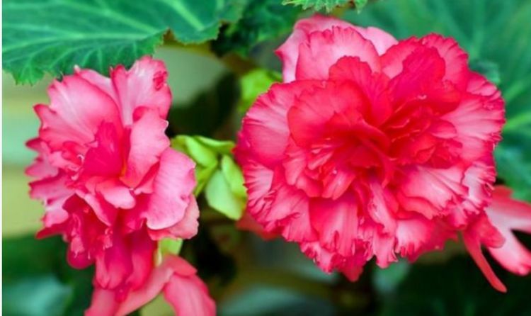 从5月10日开始 家养此款花卉 花量大不操心 越养越喜欢 天竺葵
