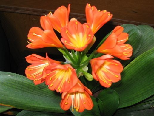 5月11日开始 家养此款花卉 丢土里就能活 花色美丽 开花勤快 养护