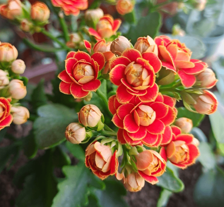 12个月各有各的花神 你出生在几月 你的花神就是它 花友