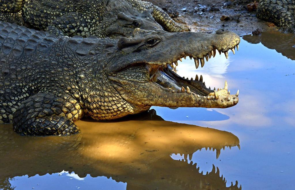 梦见鳄鱼在水里一会就不见了,探索梦境背后的深层含义 梦见鳄鱼在水里一会就不见了,探索梦境背后的深层含义