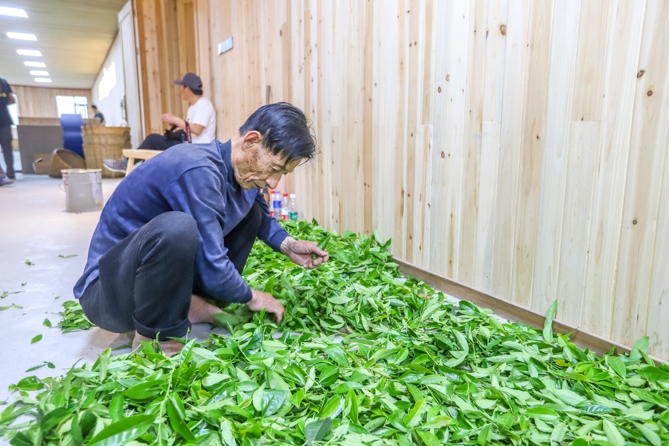 原創福建武夷山三天二夜走進巖霸探訪了巖茶背後的故事