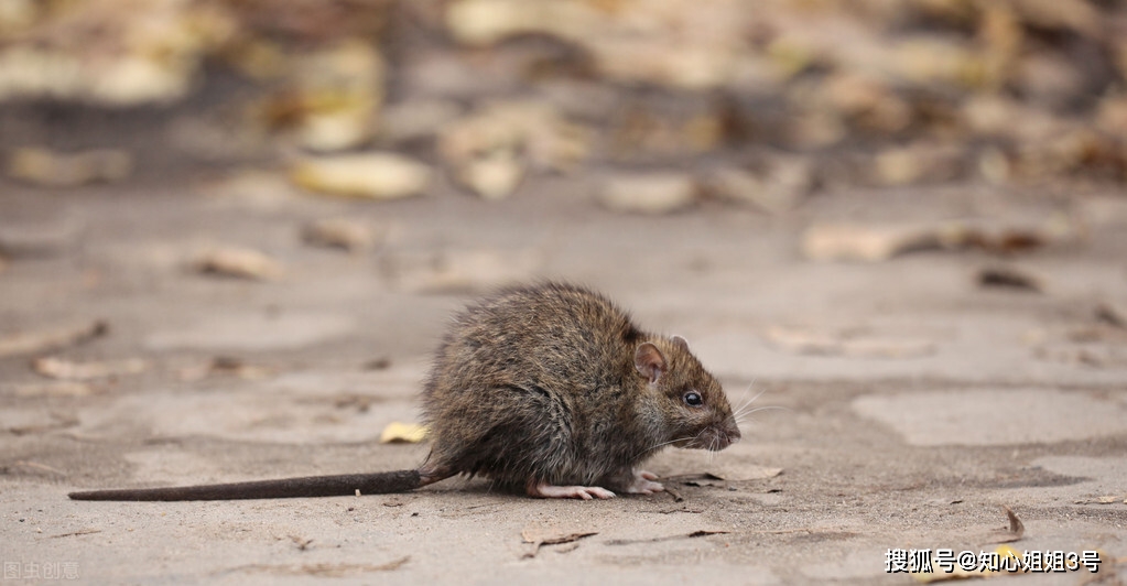 原创来广东好几年印象很深刻:东莞的老鼠追着猫跑,深圳的蟑螂成了精