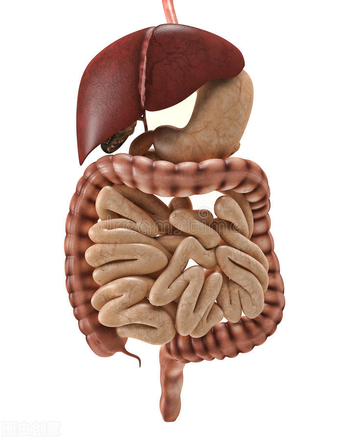 蛋鸡肠道保健如何做到绿色高效