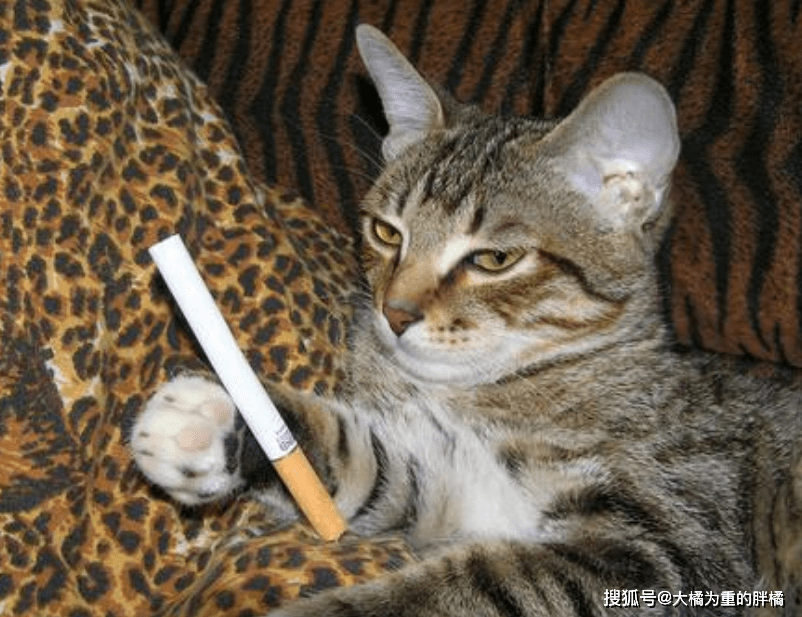 猫抽烟伤感图片图片