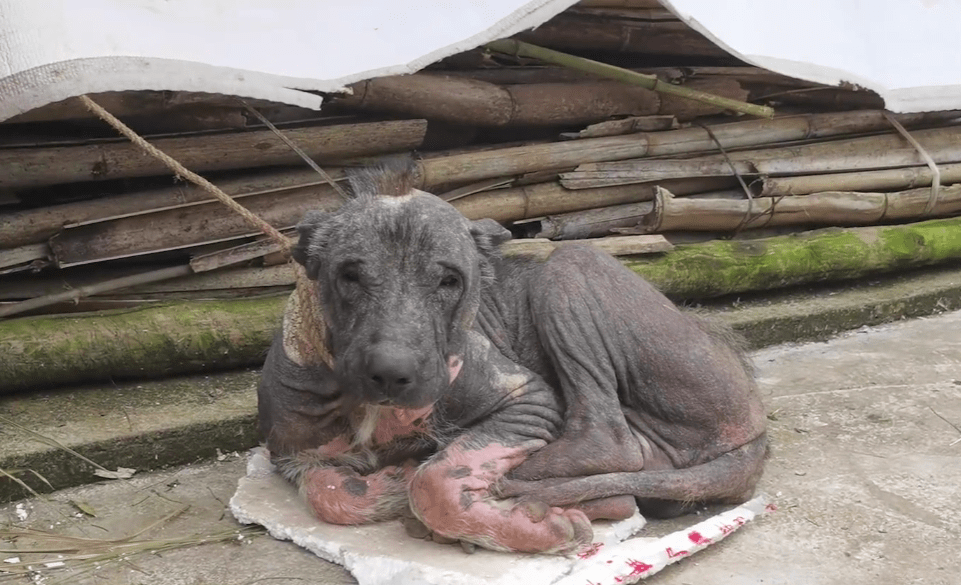 原创四川流浪狗全身仅剩头顶一撮毛眼中充满悲伤村民说老人收留它是