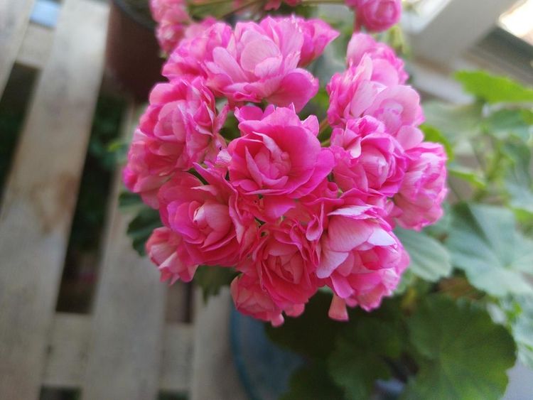 什么花好养还不怕晒 64304a97fb45425aae22b2fb604ee7e9.jpeg