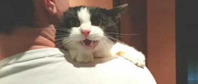 喵喵小猫叫简谱_小花猫喵喵叫儿歌简谱(3)