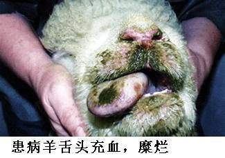 绵羊蓝舌病怎么治疗效果好