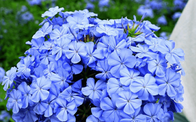 5月蓝雪花不开花 做好 一剪二足 开满蓝色花 持续开到秋季 修剪