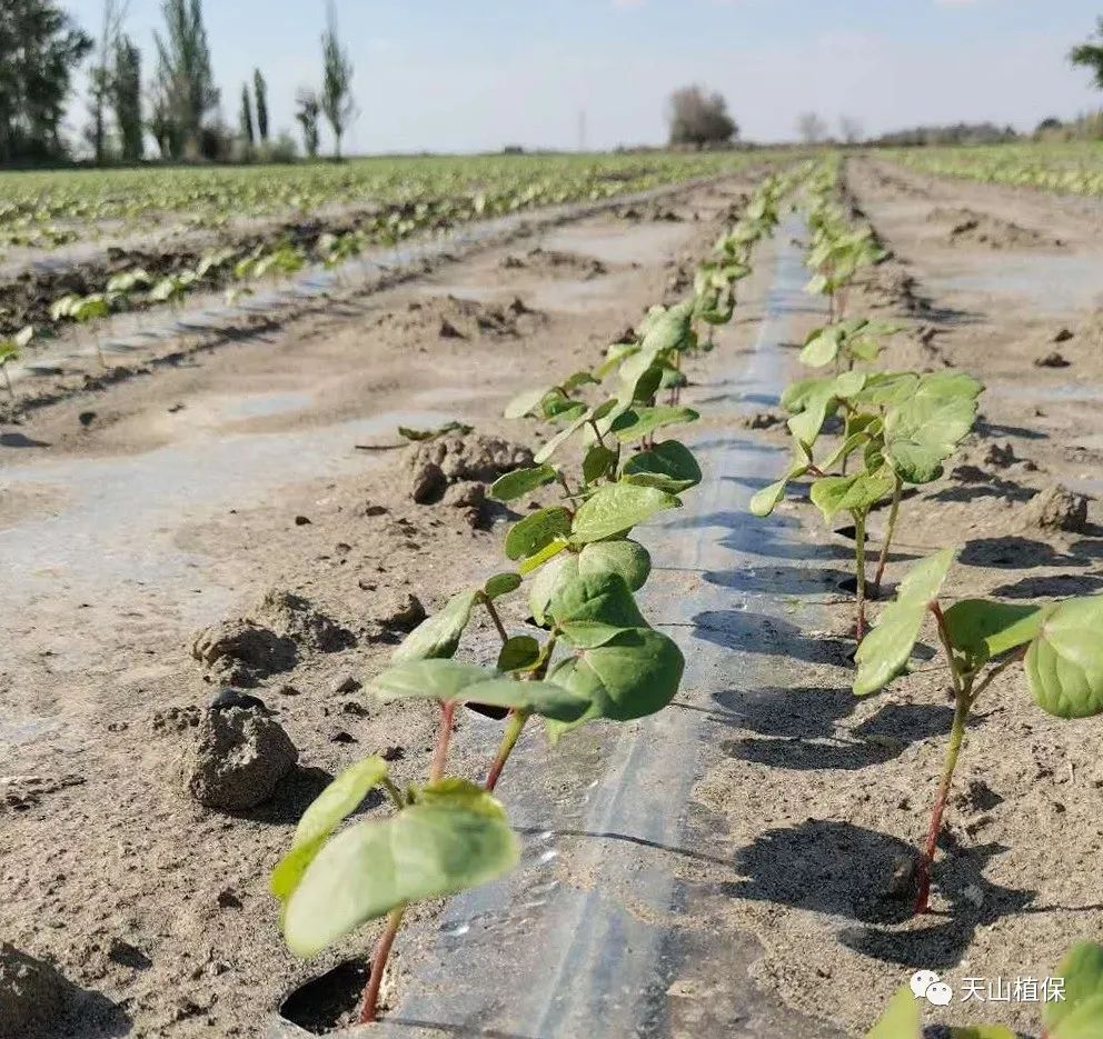 棉花品种对缩节胺的敏感度是多少,再去看能不能用药去调控才对.