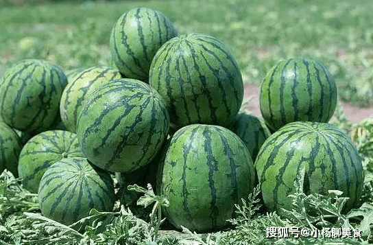 西瓜是怎么样长出来的 70a31642b3034b948688c9ed7b0d910e.png