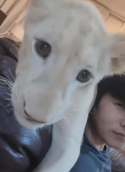 男子说他养了一只猫 网友却发现有点不对劲 这不是猫吧 网络