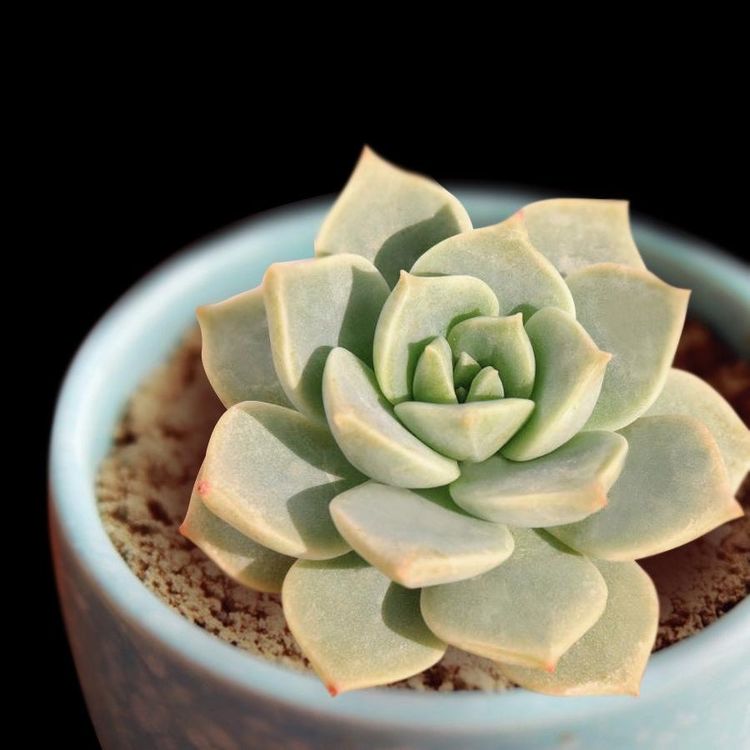 生命力强好养的一种多肉 一片叶子养到 子孙满堂 爆盆也很美 白牡丹