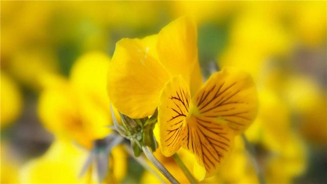 5月17日生肖运势 横财