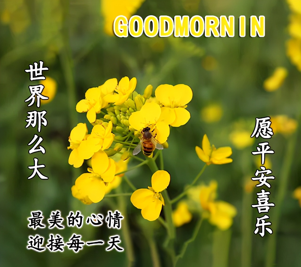 原创新的一天早安超幸福的漂亮早安问候动态美图祝福语