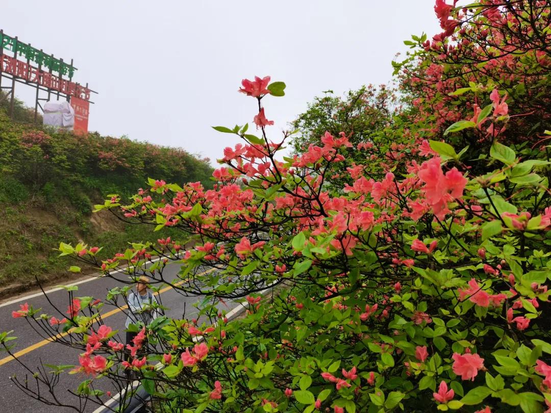 5月14日大围山花海