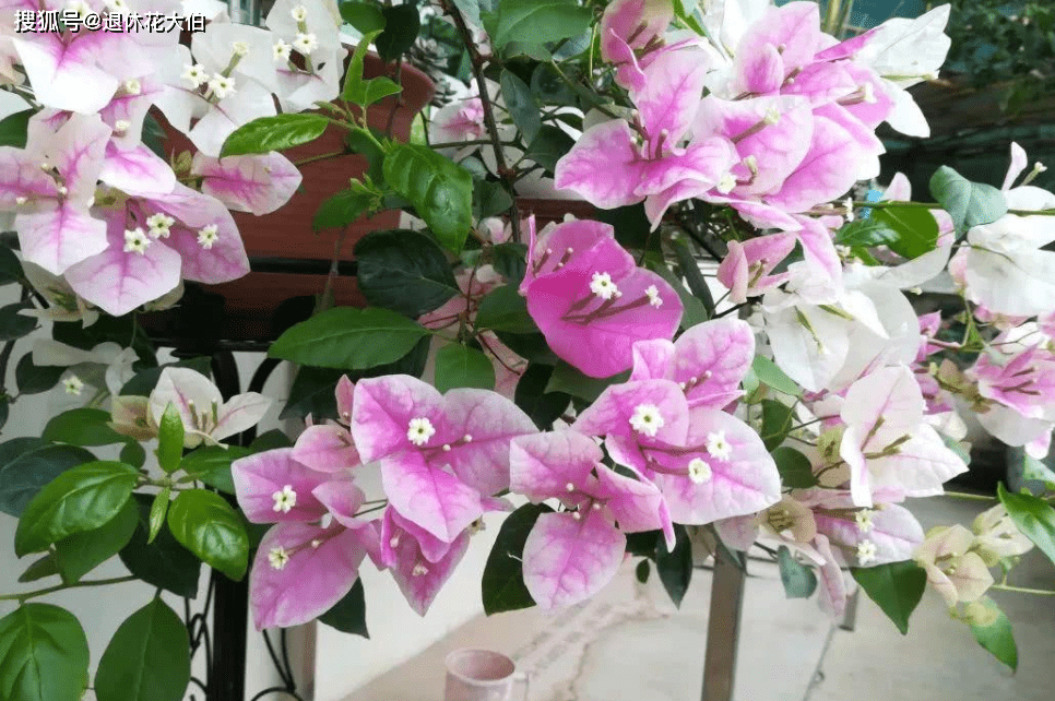 三角梅用什么树嫁接好 1c77d08fd48f4411aa33250b9198e3e1.png