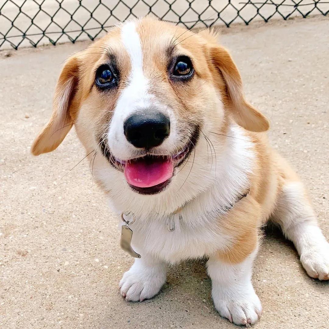 垂耳的柯基的表情超好笑!还有一股敦厚老实的气质.