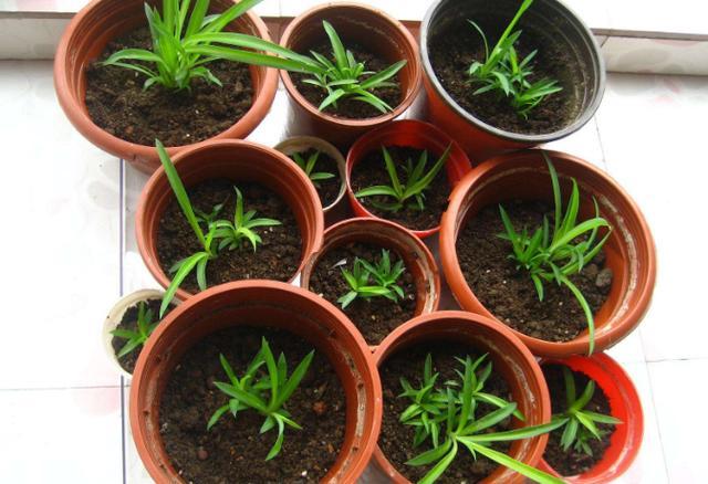 繁殖吊兰,用这个简单的方法,一个月养出几十棵,3个月后长爆盆