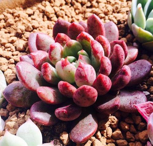 用什么方法可以快速生根提苗 9bdf726a17ab40f3b23ac1ad04e99dec.jpeg