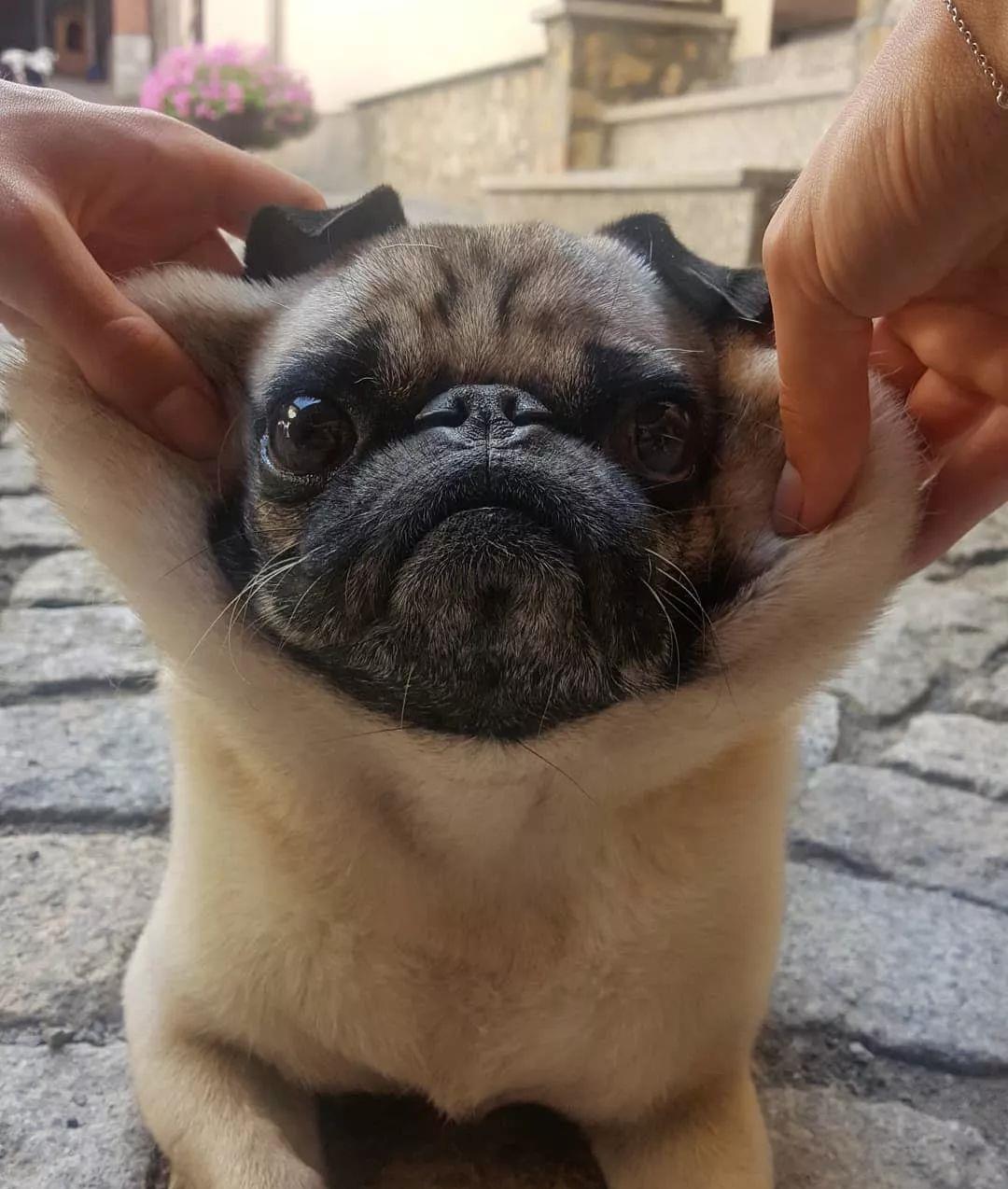 这只八哥犬的眼神 有着让所有人心软的魔力 巴哥