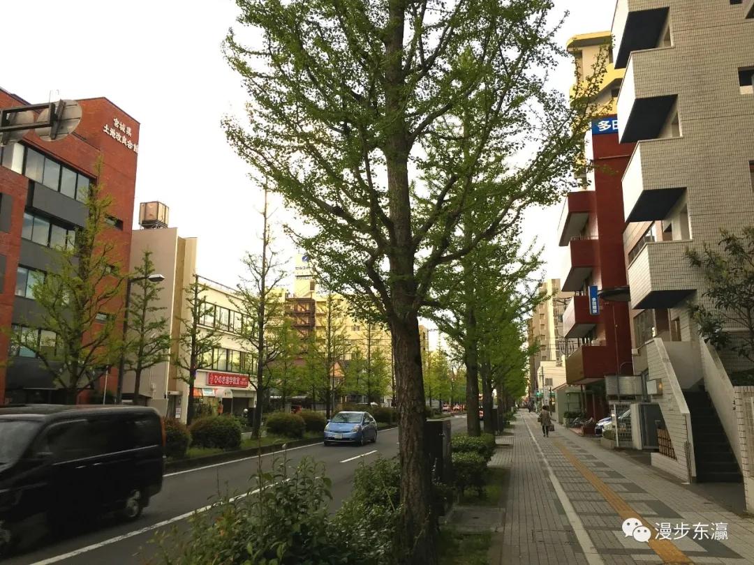 漫步日本东北都心仙台感受都市的繁华与四季的流变 樱花