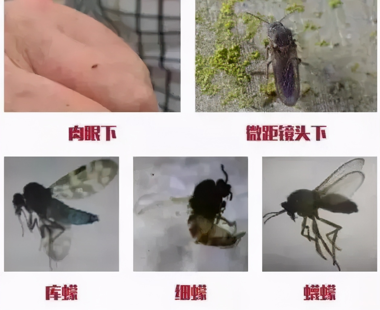 不同可分为水生型/陆生型/半水生型依次为库蠓幼虫/蠛蠓幼虫/细蠓幼虫