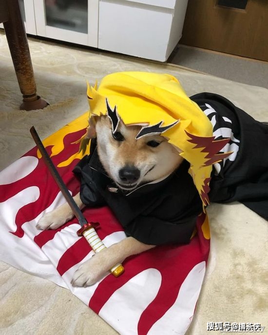 又一个柴犬表情包戏精汪星人堪比狗界影后