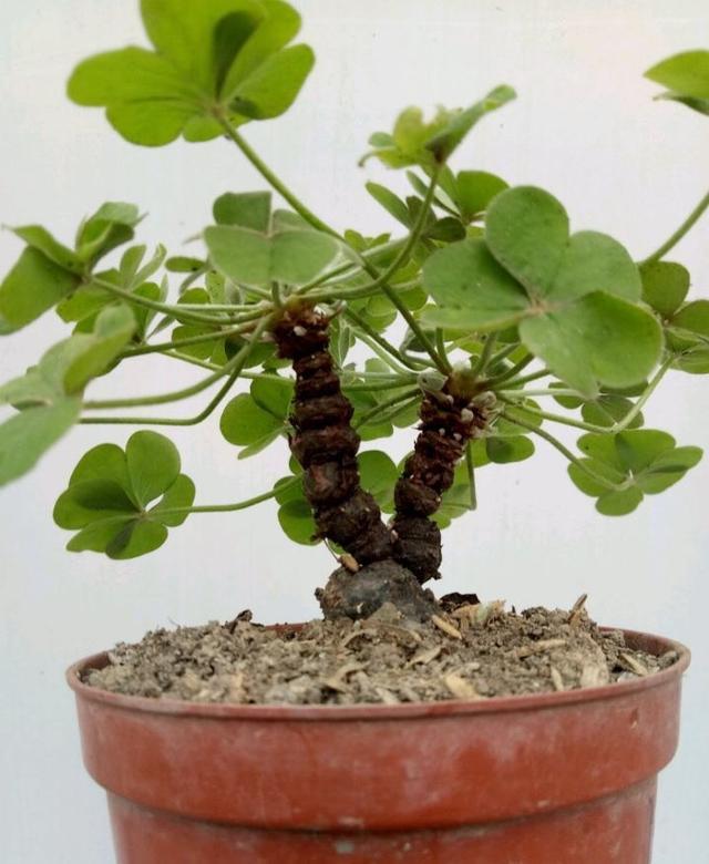 普通的红花三叶草,养一棵在小花盆里,花繁多,长成惊艳老桩