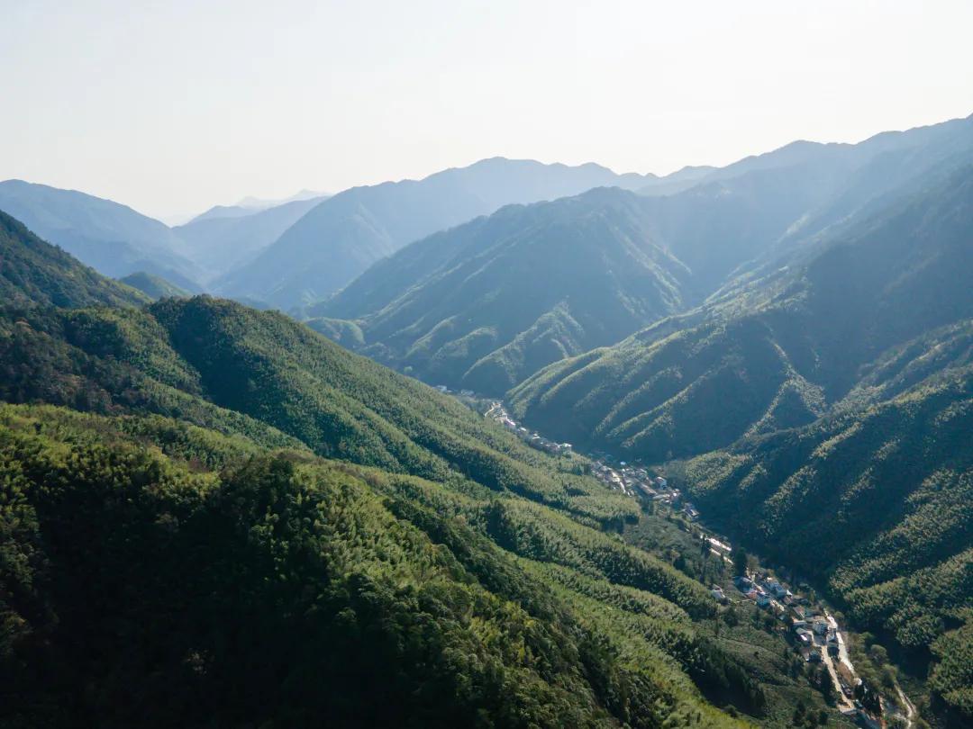 金骏眉清香甘醇因何而来