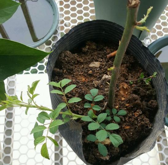 蔷薇这样 扦插 不花钱就能种一棵 花量大带香气 开成花墙 枝条 蔷薇这样 扦插 不花钱就能种一棵 花量大带香气 开成花墙 枝条