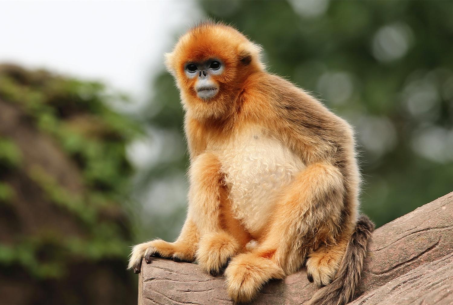 原创民间故事寡妇上街卖鸡蛋救下一只金毛猴不久做了官太太