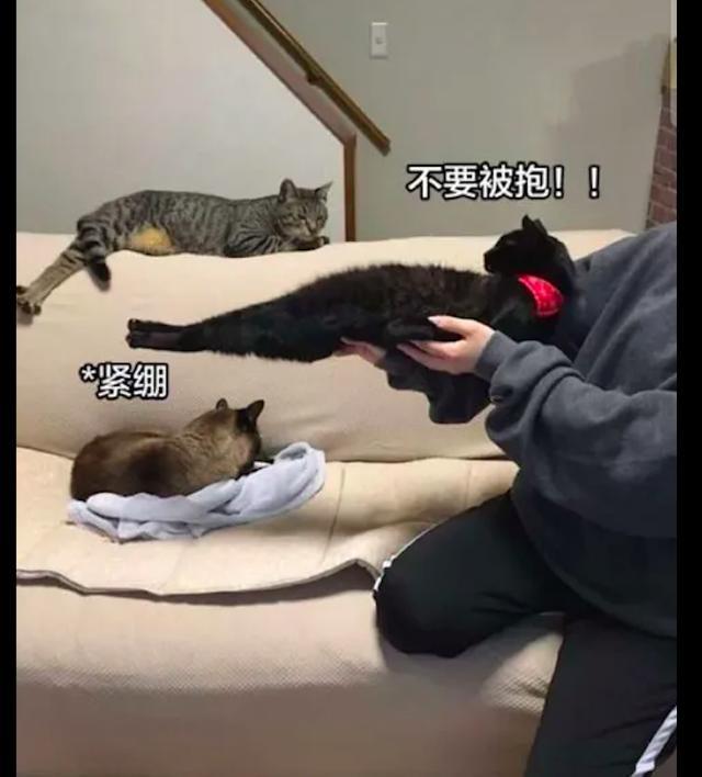 貓咪不喜歡人類抱它，總是會把身體挺的筆直，貓：我最後的倔強！ 萌趣萌寵 第2张