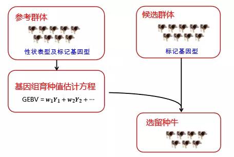 选择育种利用什么原理_詹森育种原理公式图解(2)