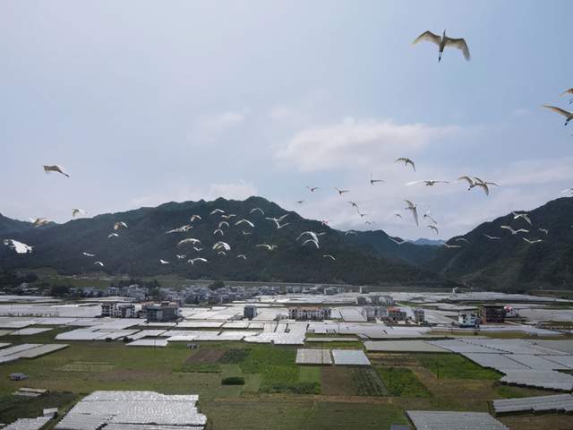 資源縣白鷺滿天飛~好一幅田園風光美景