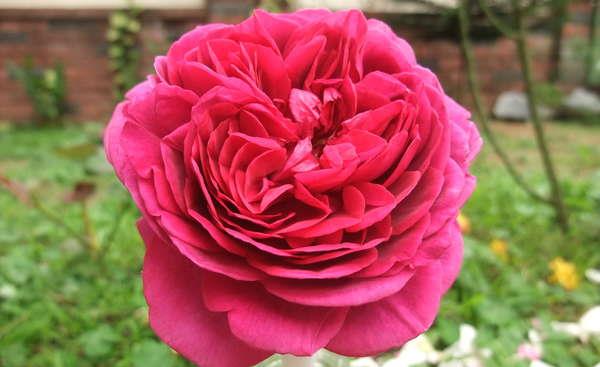 原创3种花界中的"女神花",好看又好养,能花开一整年,阳台盆栽也可以