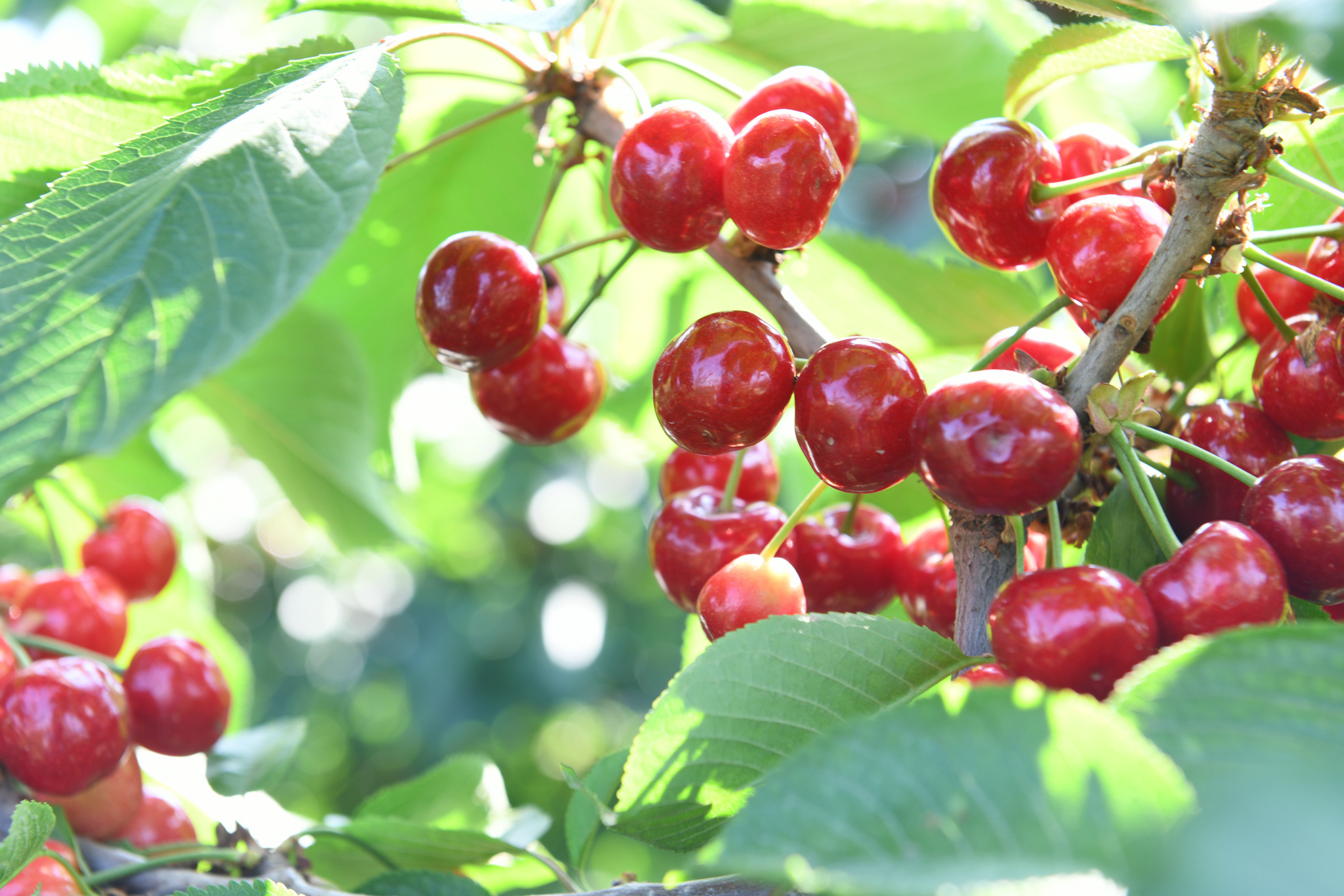 陕西铜川大樱桃夏日艳阳的味道采摘攻略收好了