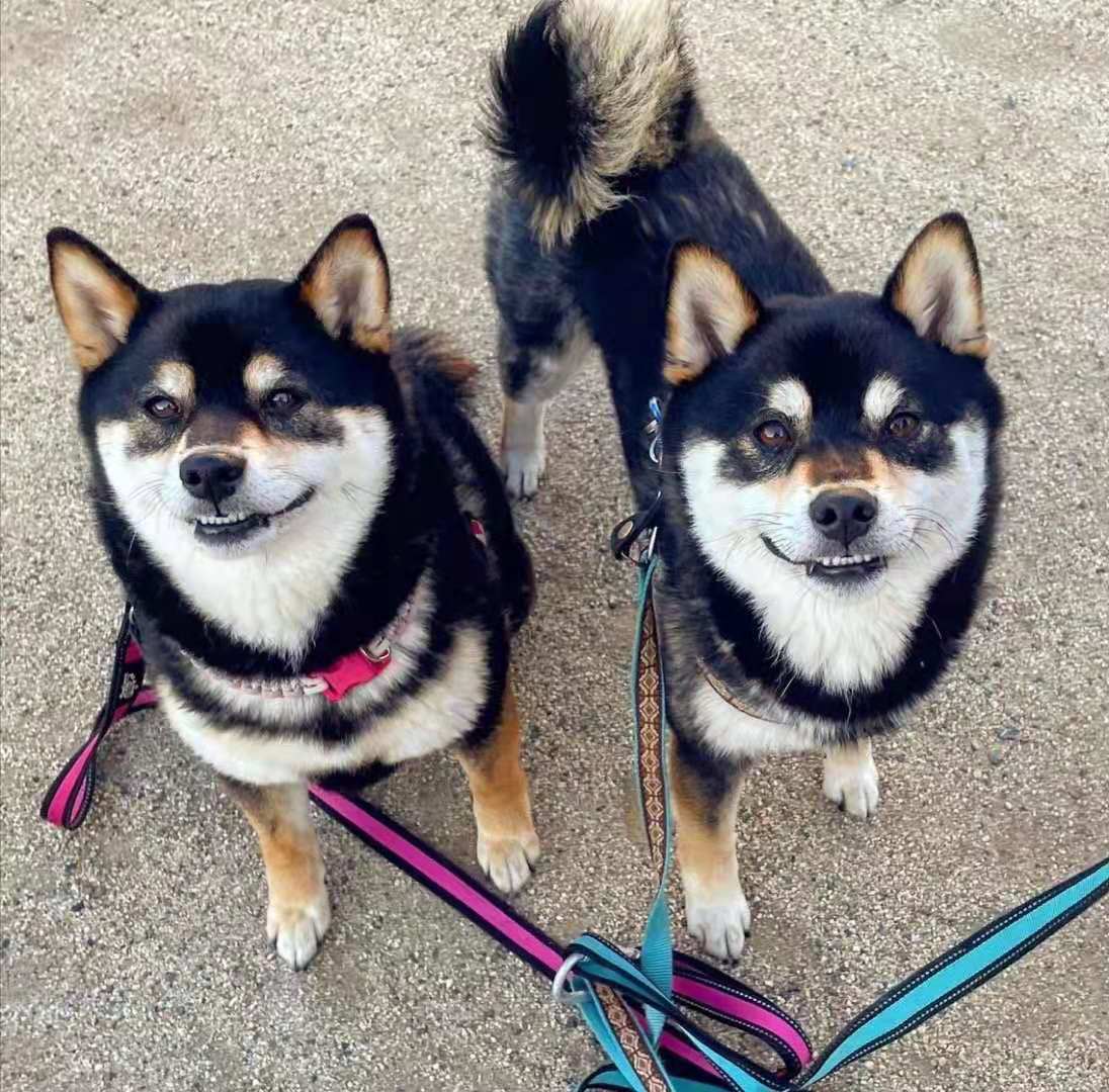 柴犬入手后着急洗澡容易致死!