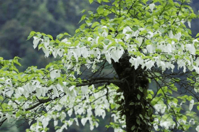 荥经龙苍沟鸽子花盛开的地方